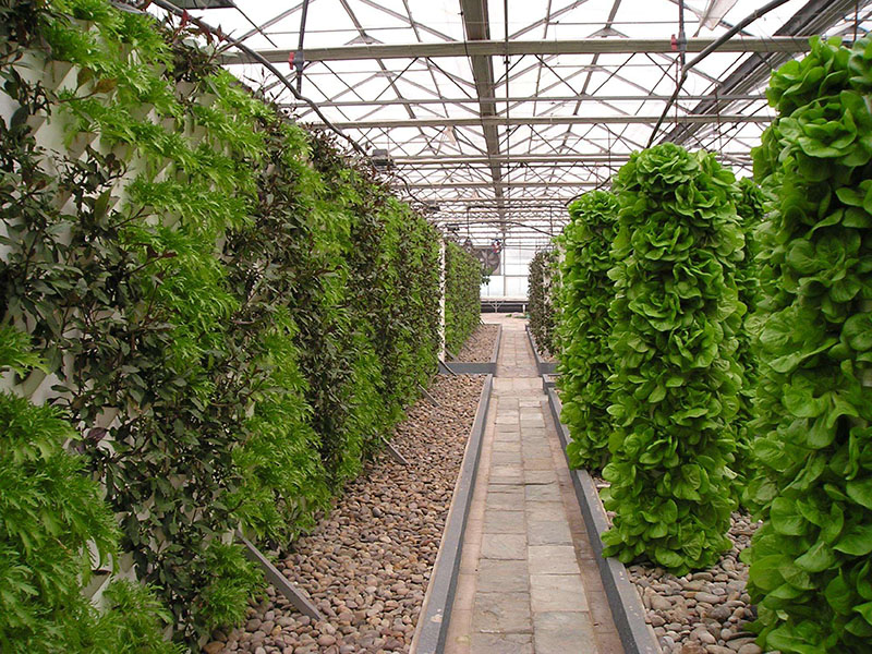 現(xiàn)代化無(wú)土栽培溫室